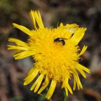 Showy Copper-wire Daisy